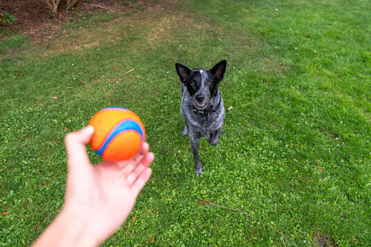 dog stick