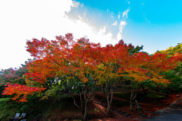 用作公園の紅葉
