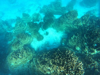 石垣島の水中世界、個性あふれるパラオハマサンゴ