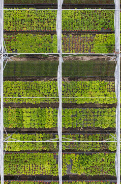 Rows of Green Plants in a Greenhouse