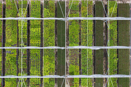 Rows of Green Plants in a Greenhouse