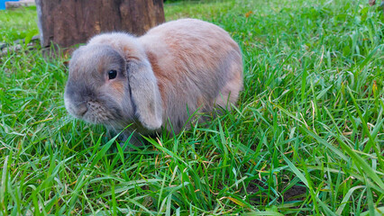 Cute holland lop bunny frolicking in a vibrant garden among the lush greenery