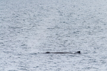Fototapeta premium Close-up of the back of a diving humpback whale -Megaptera novaeangliae- including the dorsal fin and blow hole. Image taken in the Gerlache strait, near Anvers island, in the Antarctic peninsula.