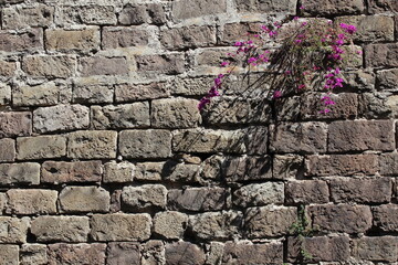 Wallpaper. Flower growing from the fortress wall in Barcelona