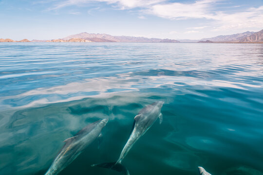 Serene Dolphins Swimming in Crystal Clear Ocean Waters