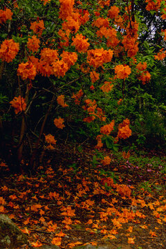 Vibrant orange blossoms amidst lush green foliage in a serene garden 