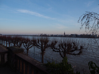 Bare trees on the riverbed of the Rhine during flooding in front of the Bonn skyline