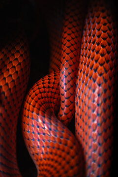 Red scales snake close up