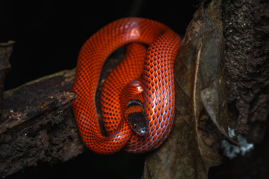 False coral snake
