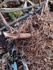 snail in the forest