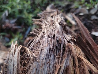 tree trunk