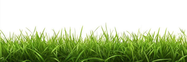 Green field of fresh grass isolated on transparent, natural easter background.