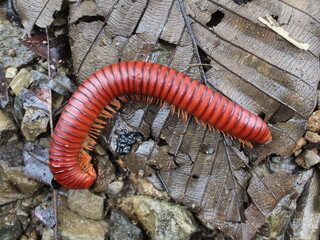 Red millipede on the rainforest soil