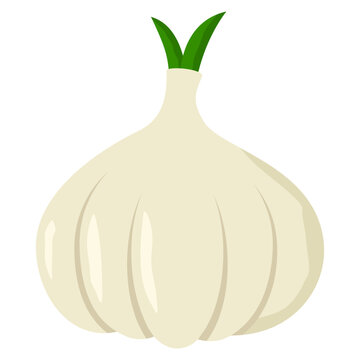 garlic illustration