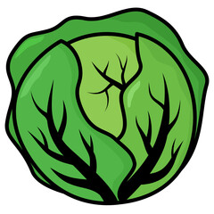 cabbage illustration