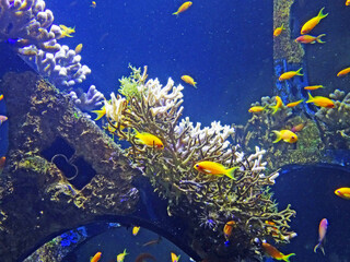 Obraz premium Boulogne sur mer, aquarium, Nausicaa 