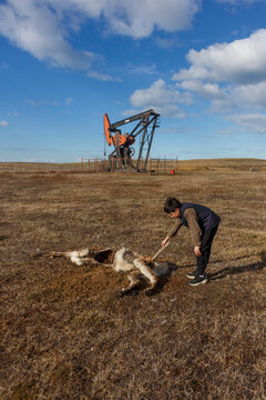Child Examining Guanaco Remains Near an Oil Pumpjack
