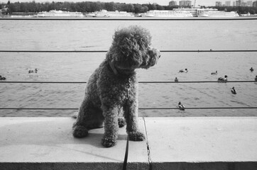 A fluffy dog gazes at ducks swimming in the river 