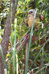 Red-shouldered Hawk (Buteo lineatus) with a captured snake in the Everglades National Park Florida