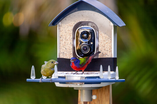 Colorful pair of male and female painted buntings, Passerina ciris