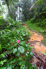 Obraz premium Foggy Rainforest Path in Puerto Rico