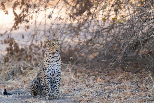 Beautiful Leopardess Sitting In South Luangwa National Park  