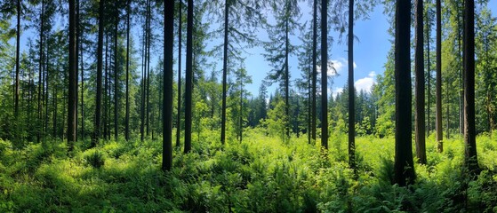 Fototapeta premium Lush forest panorama with tall trees and vibrant greenery.