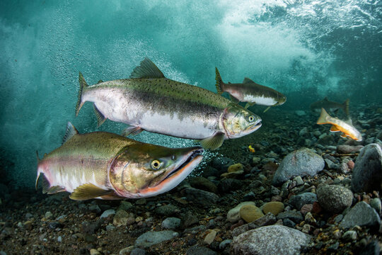 Pink salmon's run