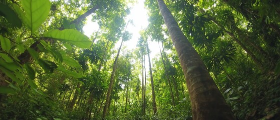 Lush green forest with towering trees and dappled sunlight.