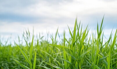 Lush green grass under a cloudy sky in a natural setting.