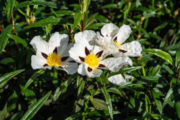 Cistus ladanifer, Rockrose or Labdanum at the Archaeological Circuit in Vale Fuzeiros at Vilarinha,...