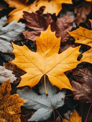 A vibrant yellow maple leaf surrounded by various autumn leaves on the ground.