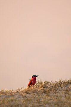 Carmine Bee-Eater On The Bank Of Luangwa River, Zambia  