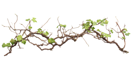 Liana transparent background