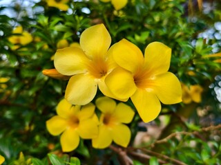 Obraz premium alamanda flower (Allamanda cathartica) in the morning
