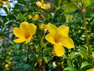 alamanda flower (Allamanda cathartica) in the morning