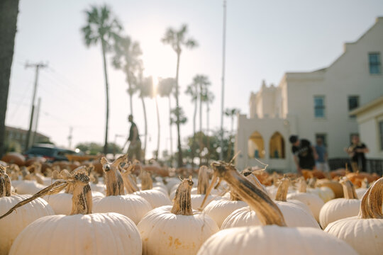Pumpkin Patch and Palm Trees