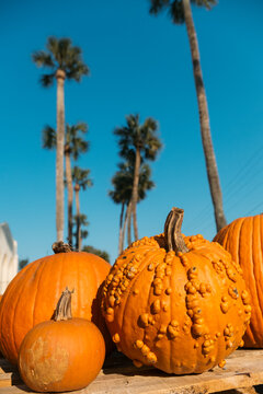 Pumpkins and Palm Trees