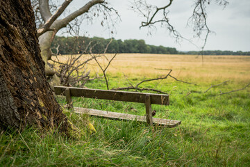 Lonely wooden bench in nature overlooking a field of yellow grass