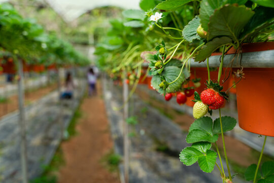 Fresh Strawberries Hanging in Greenhouse