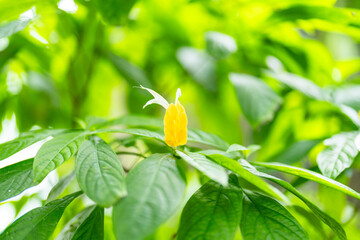 黄色い花のパキスタキス・ルテア