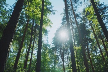 Fototapeta premium Sunlight filtering through tall trees in a lush forest.
