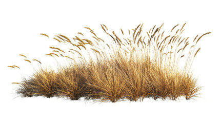 Yellow autumn grass in wind transparent background
