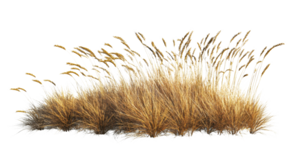 Yellow autumn grass in wind transparent background