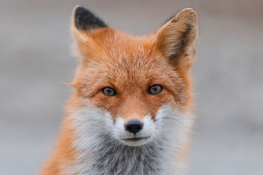 Fox portrait