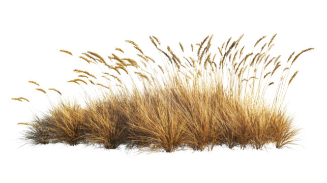 Yellow autumn grass in wind transparent background