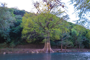 hermoso &aacute;rbol en rio, arroyo seco jalapa de serra en Queretaro. Puente que te lleva al rio, arquitectura y construcci&oacute;n.