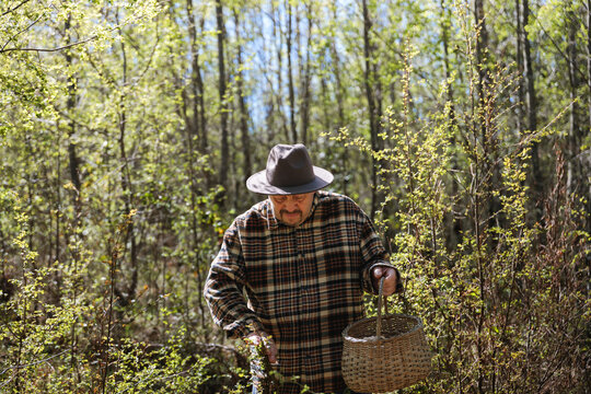 Chilean Man Picking Mushrooms