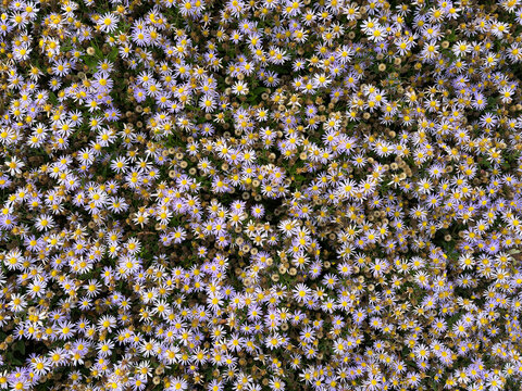 aster bush