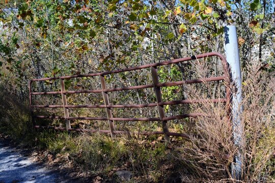 old country fence in the brush
